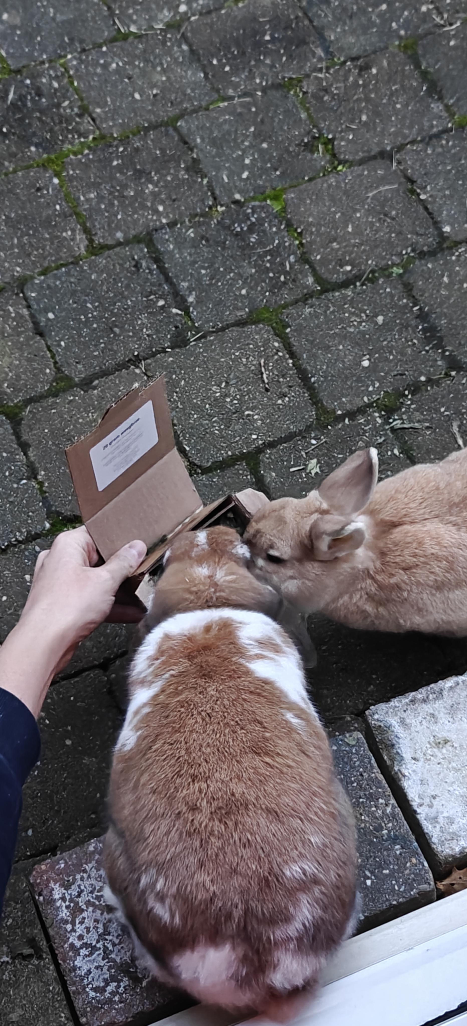 Konijnen bij de inhoud van de adventskalender, foto van een klant