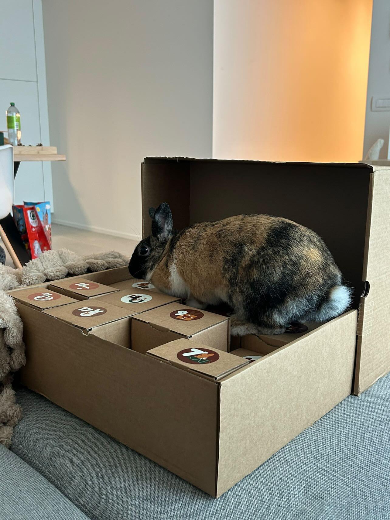 Konijn opent een doosje van de adventskalender, foto van een klant