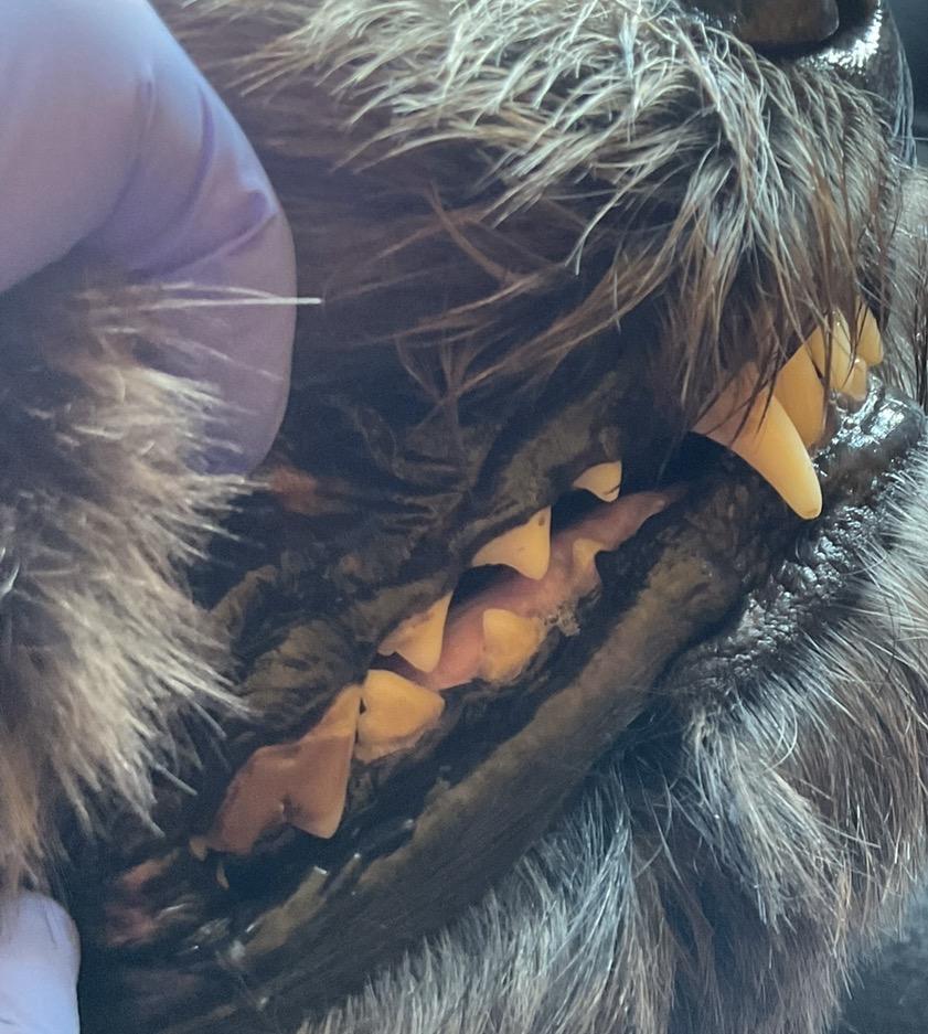 Customer photo of a dog's teeth after a month of nightly use