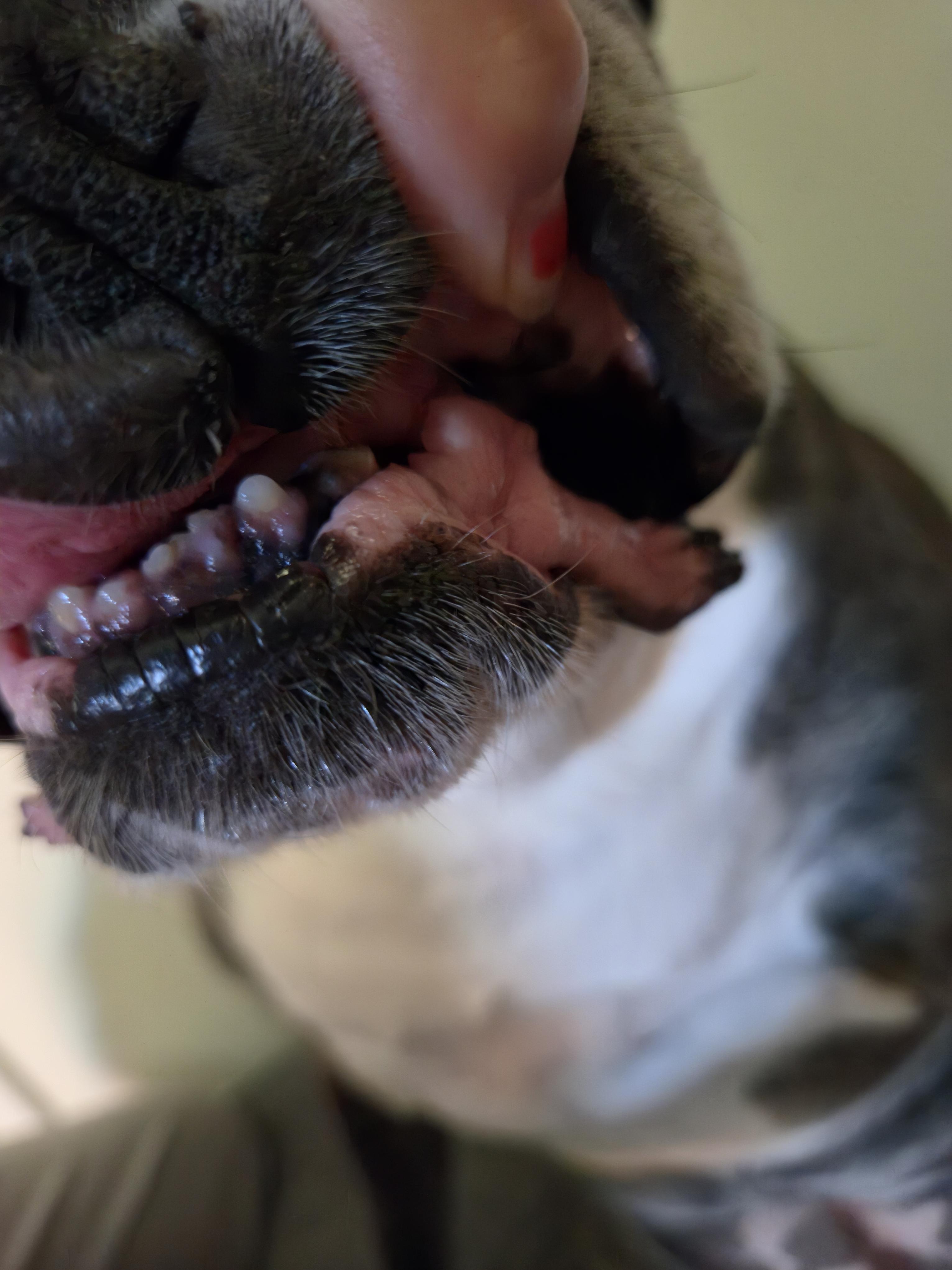 Customer photo of a boxer's teeth after one week